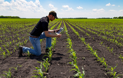 agro-processing